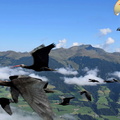 Migration of Waldrapp AKA Northern Bald Ibis (Geronticus eremita), central Europe